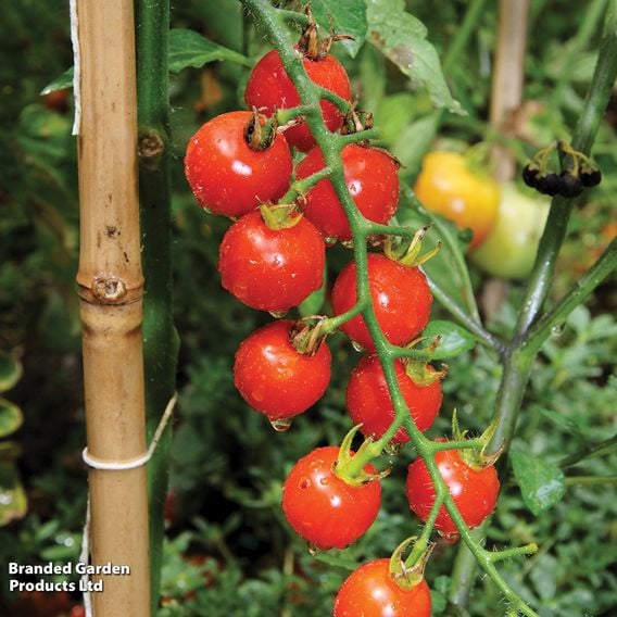 Tomato F1 'Sweet Million' (Indeterminate) - Seeds