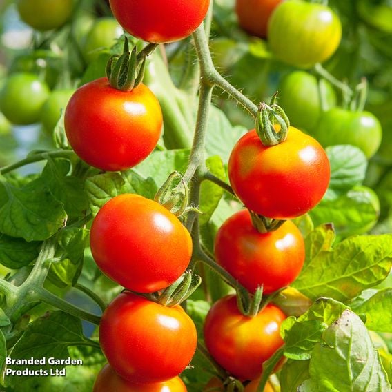 Tomato F1 'Sweet Million' (Indeterminate) - Seeds