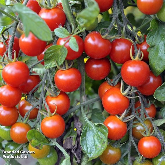 Tomato F1 'Sweet Million' (Indeterminate) - Seeds