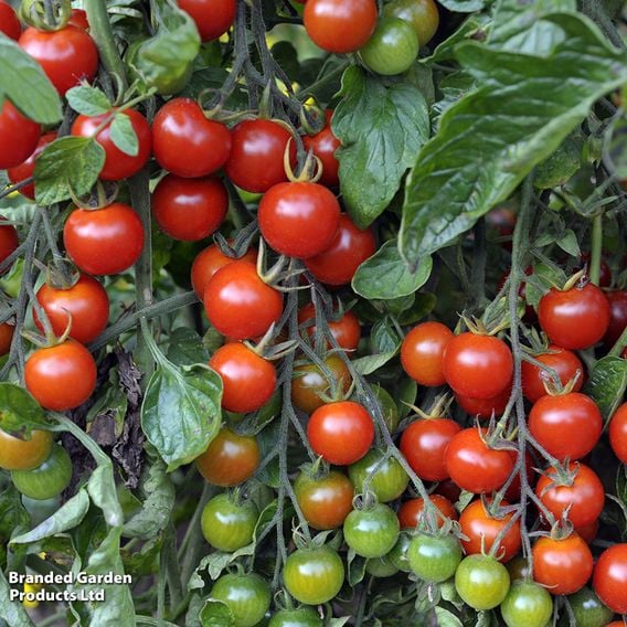 Tomato F1 'Sweet Million' (Indeterminate) - Seeds
