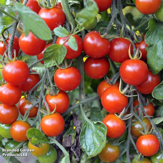 Tomato Growers Collection