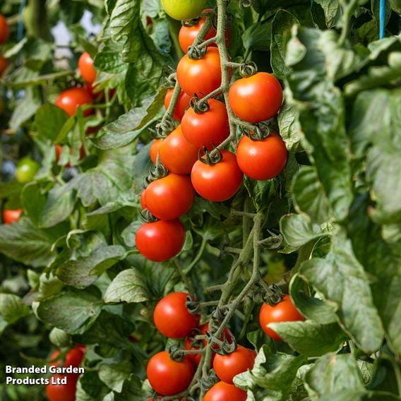 Tomato F1 'Sweet Million' (Indeterminate) - Seeds