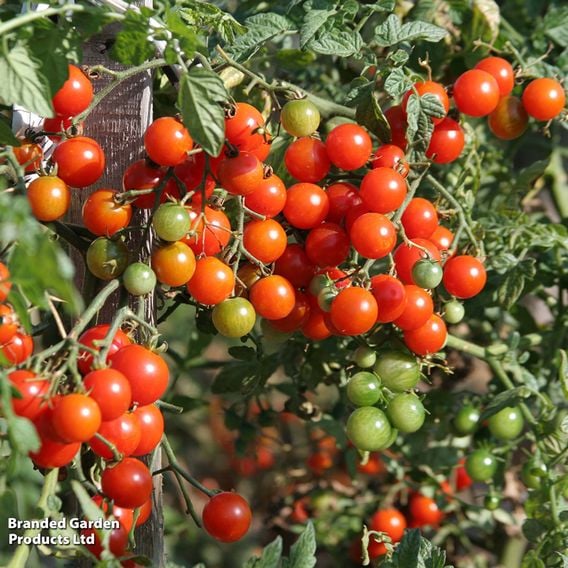 Tomato F1 'Sweet Million' (Indeterminate) - Seeds