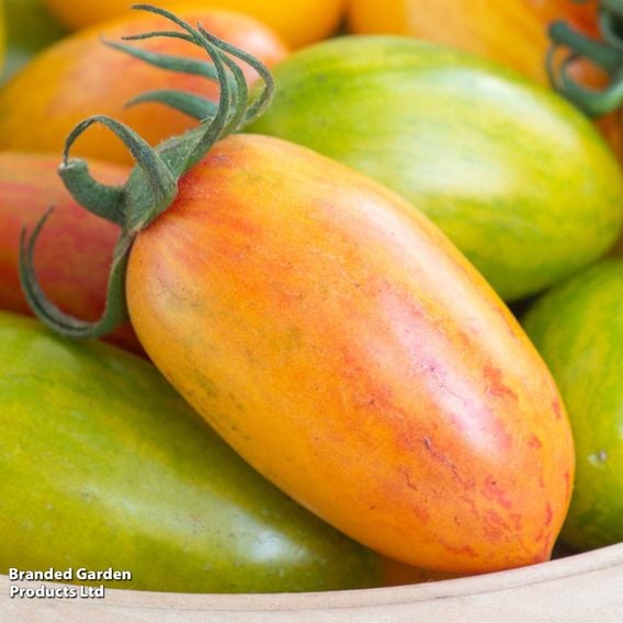 Tomato 'Blush Tiger' (Heirloom Plum)