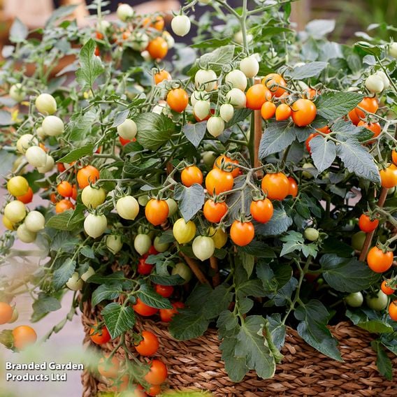Tomato 'Tiny Temptations Mixed'  - Seeds
