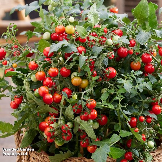 Tomato 'Tiny Temptations Mixed'  - Seeds