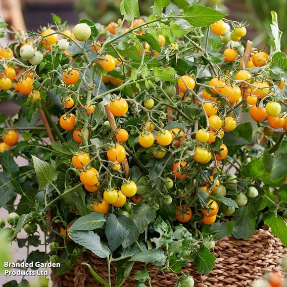 Tomato 'Tiny Temptations Mixed'  - Seeds