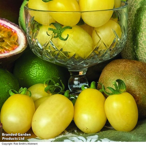 Tomato 'Tropic Pearl'