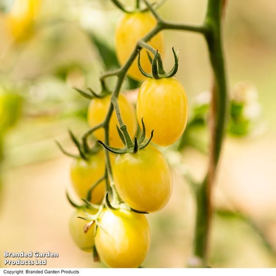 Tomato 'Tropic Pearl'