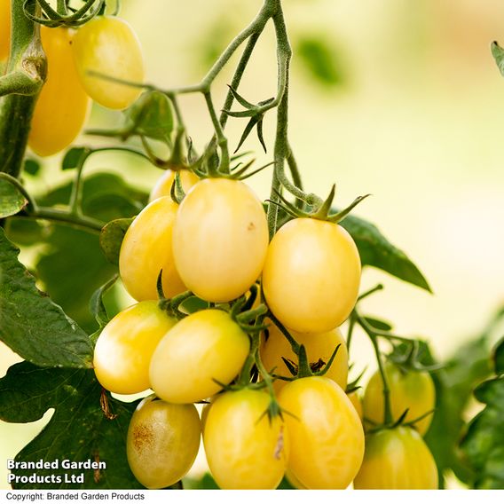 Tomato 'Tropic Pearl'