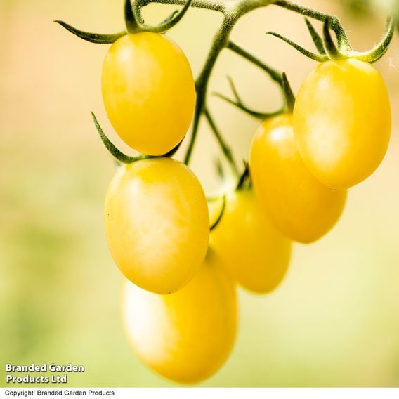 Tomato 'Tropic Pearl'