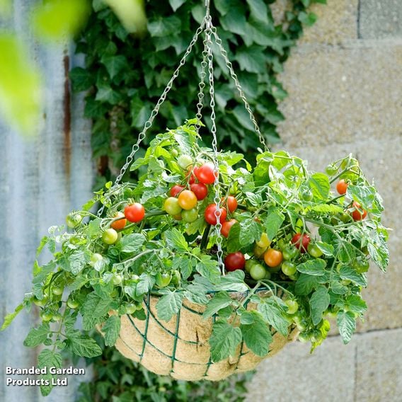 Tomato F1 'Tumbling Bella (Terenzo) (Determinate)' - Seeds