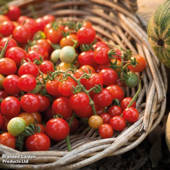 Tomato 'Tumbling Tom Red (Determinate)' - Seeds