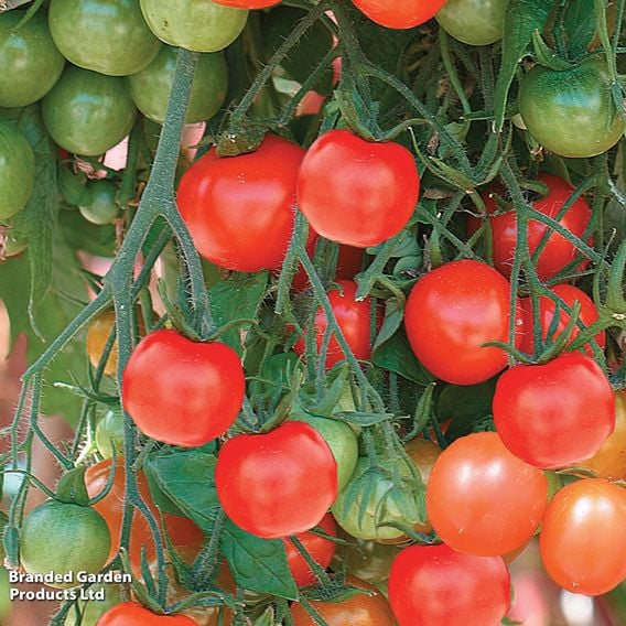 Tomato 'Tumbling Tom Red (Determinate)' - Seeds