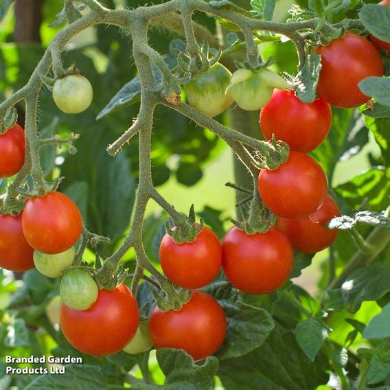 Tomato 'Tumbling Tom Red (Determinate)' - Seeds