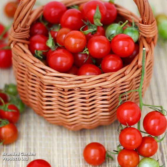 Tomato 'Tumbling Tom Red (Determinate)' - Seeds