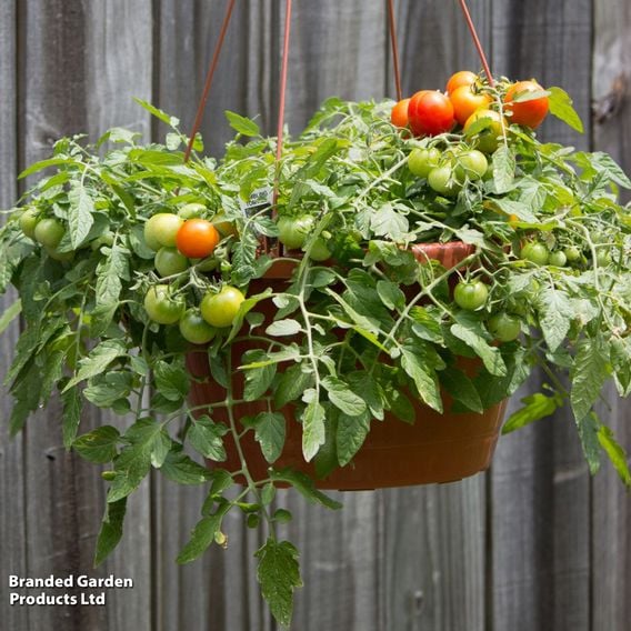Tomato 'Tumbling Tom Red (Determinate)' - Seeds