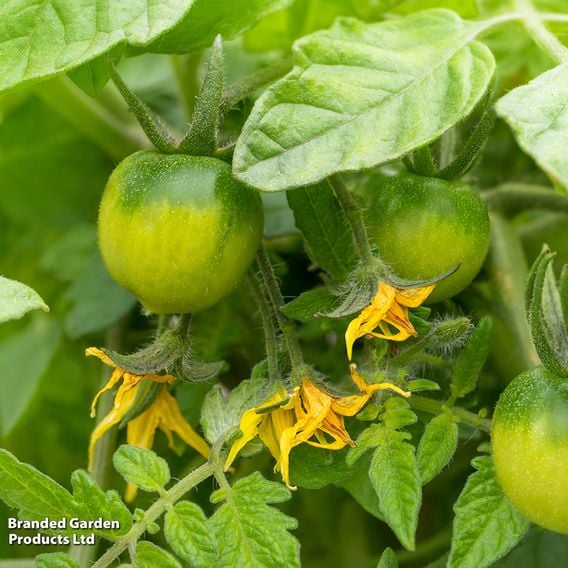 Tomato 'Tumbling Tom Red (Determinate)' - Seeds