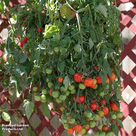 Tomato 'Tumbling Tom Red (Determinate)' - Seeds