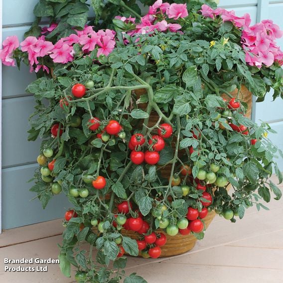 Tomato 'Tumbling Tom Red (Determinate)' - Seeds