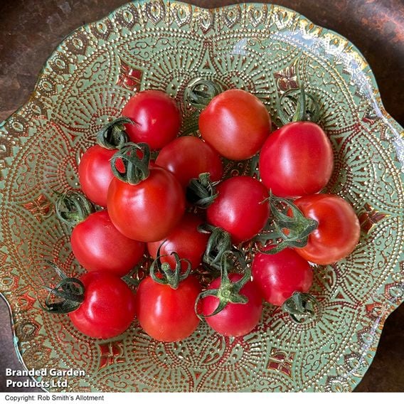 Tomato 'Umamini' F1 - Seeds