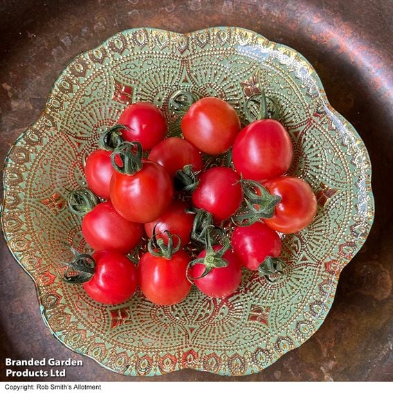 Tomato 'Umamini' F1 - Seeds