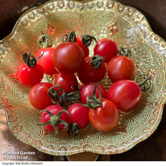 Tomato 'Umamini' F1 - Seeds