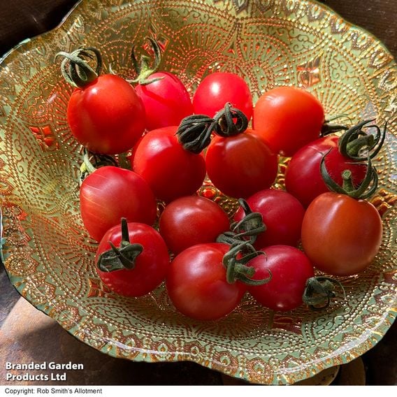 Tomato 'Umamini' F1 - Seeds