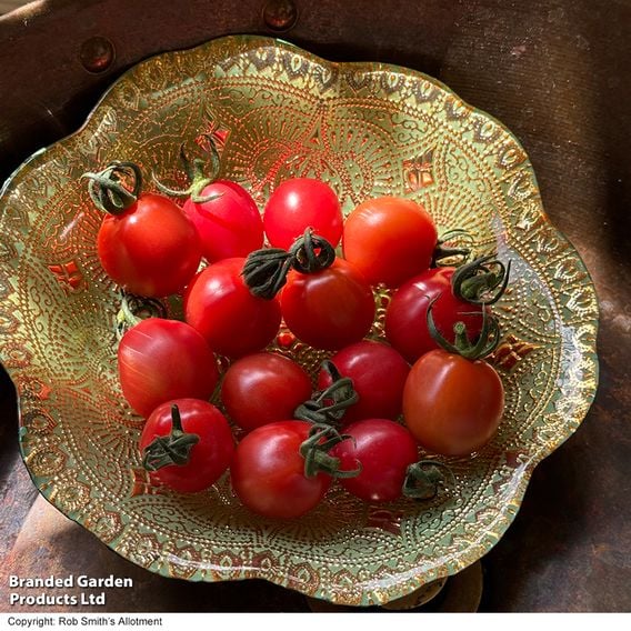 Tomato 'Umamini' F1 - Seeds