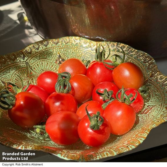 Tomato 'Umamini' F1 - Seeds