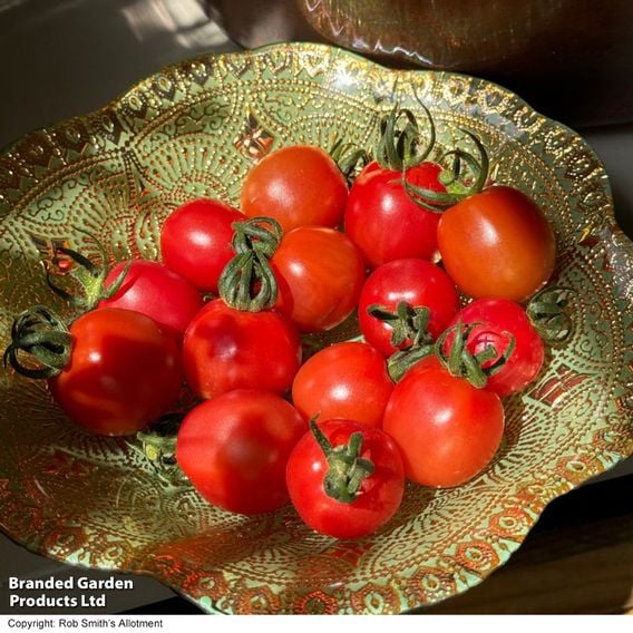 Tomato 'Umamini' F1 - Seeds