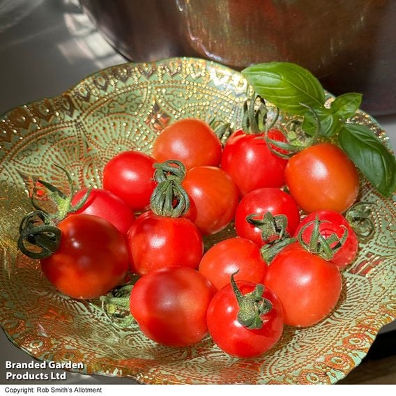 Tomato 'Umamini' F1 - Seeds