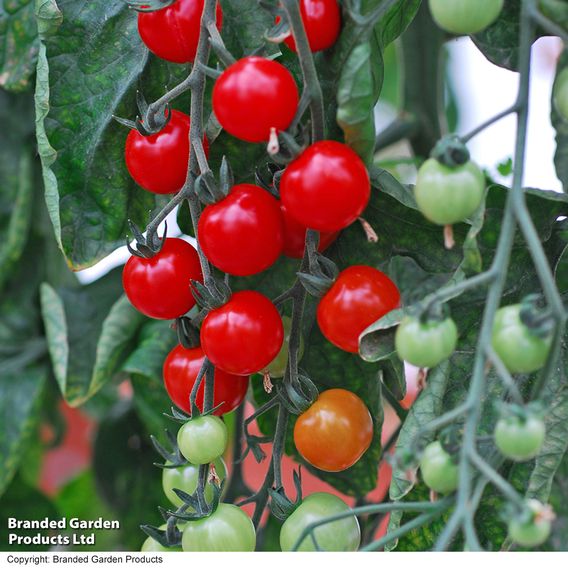 Tomato 'Sweet Aperitif (Indeterminate)' - Seeds