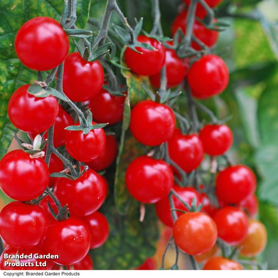 Tomato 'Sweet Aperitif (Indeterminate)' - Seeds