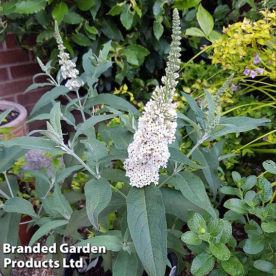 Buddleja Butterfly Towers White