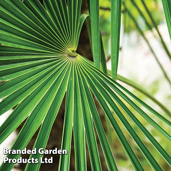 Trachycarpus fortunei - Seeds