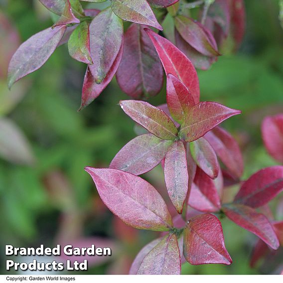 Trachelospermum Jasminoides