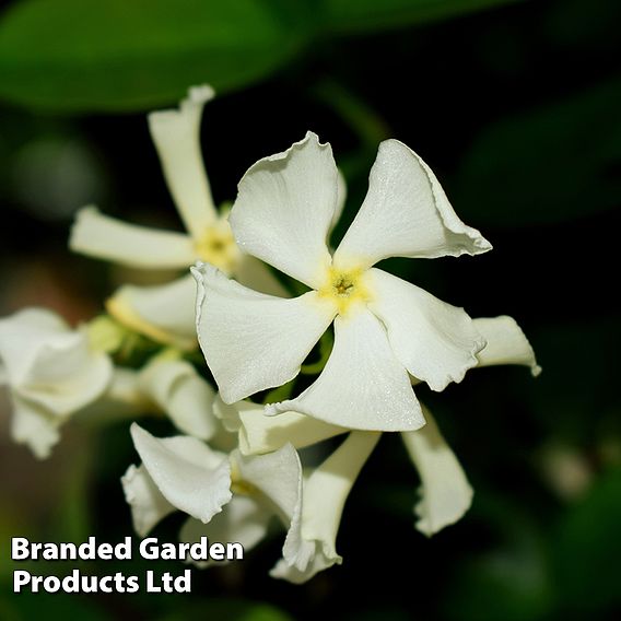 Trachelospermum Jasminoides