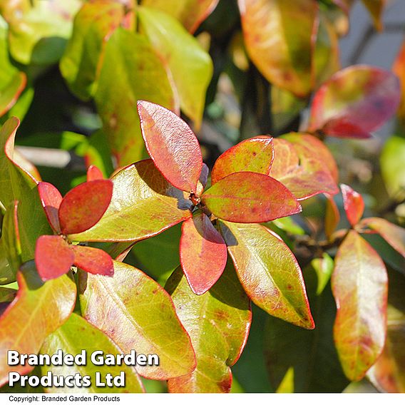 Trachelospermum Jasminoides