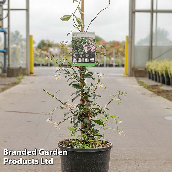 Trachelospermum jasminoides 'Pink'