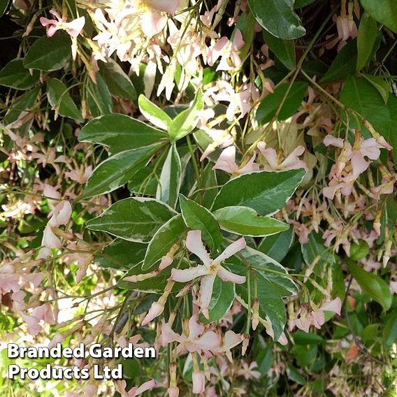 Trachelospermum jasminoides 'Star of Milano'