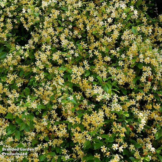Trachelospermum jasminoides 'Star of Toscana'