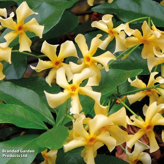 Trachelospermum jasminoides 'Star of Toscana'
