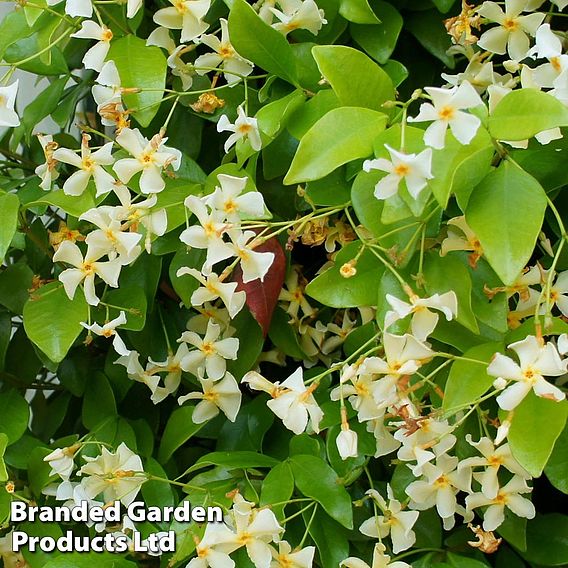 Trachelospermum jasminoides 'Star of Toscana'