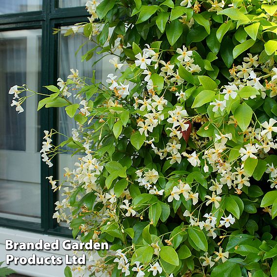 Trachelospermum jasminoides 'Star of Toscana'