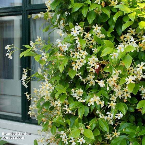 Trachelospermum jasminoides 'Star of Toscana'