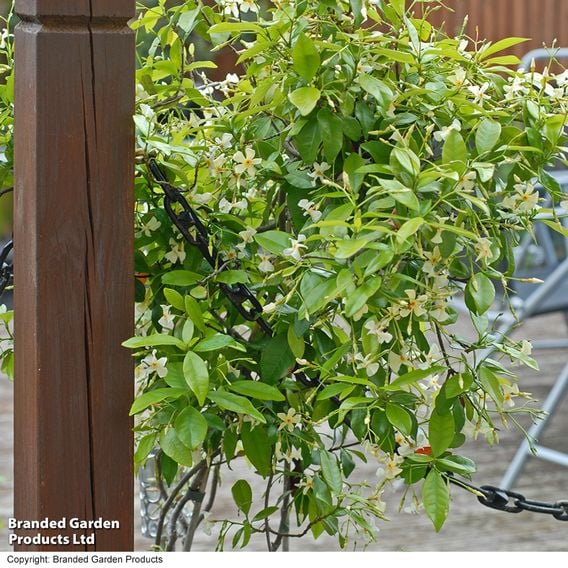 Trachelospermum jasminoides 'Star of Toscana'