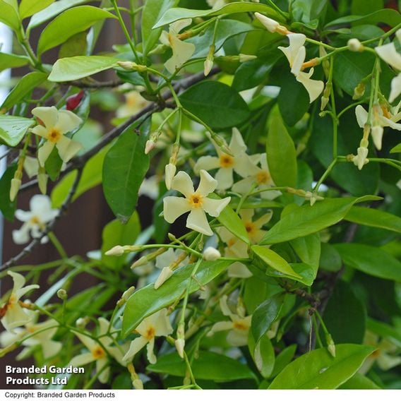 Trachelospermum jasminoides 'Star of Toscana'