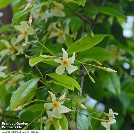 Trachelospermum jasminoides 'Star of Toscana'
