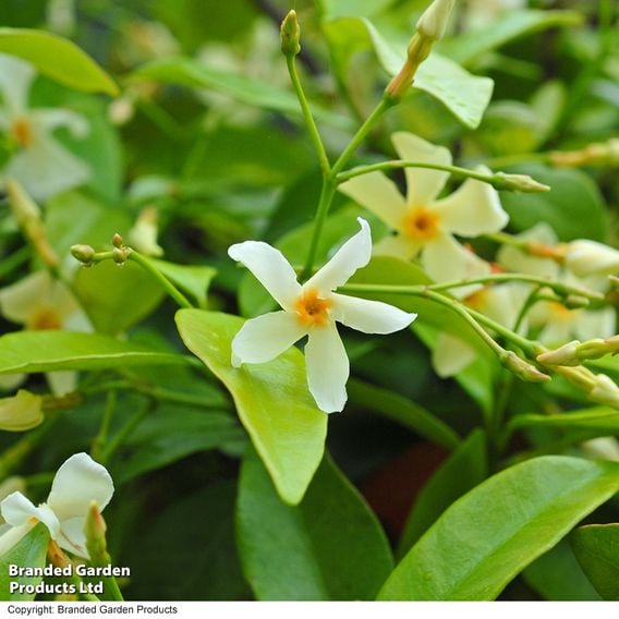 Trachelospermum jasminoides 'Star of Toscana'
